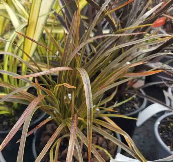 Phormium 'Stripy Mist'