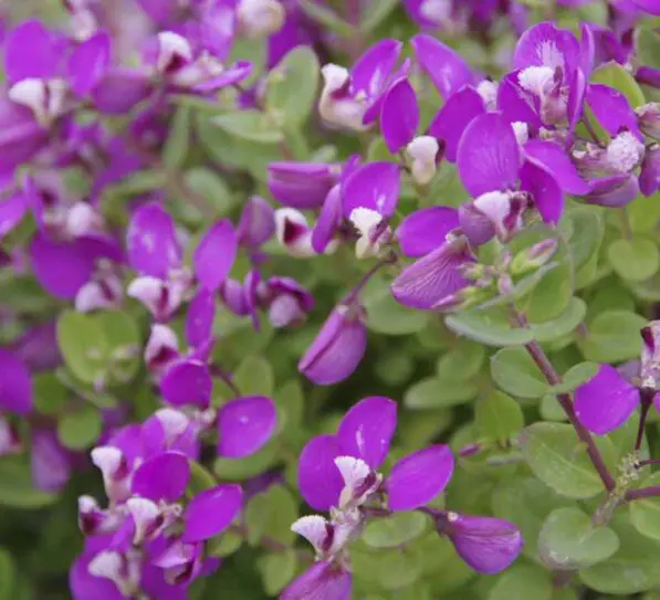 Polygala 'Little Bibi'