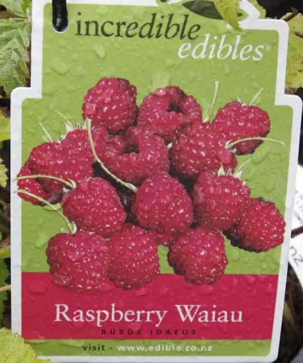 Raspberry 'Waiau'