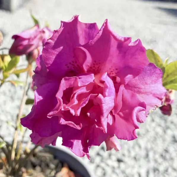 Azalea violacea 'Multiflora'