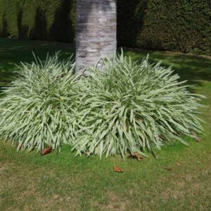 Agapanthus 'Tinkerbell'