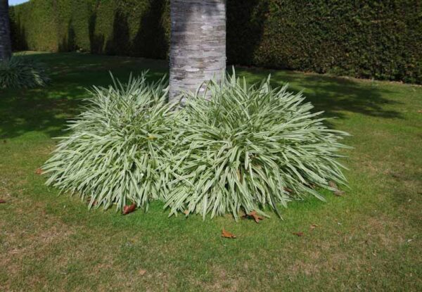 Agapanthus 'Tinkerbell'