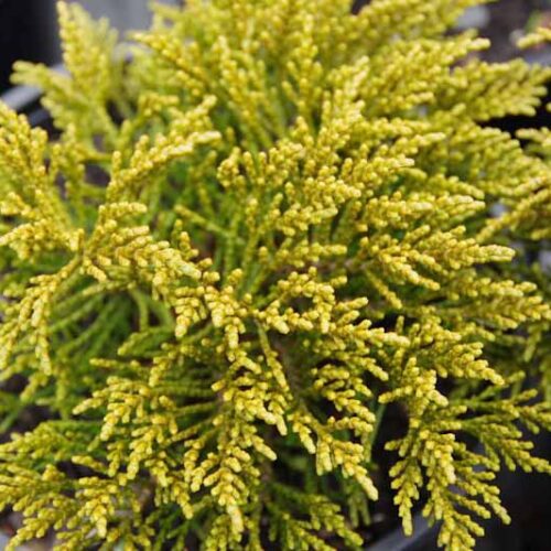 Native Trees & Native Plants for sale Page 5 of 11 Kiwiflora Nurseries