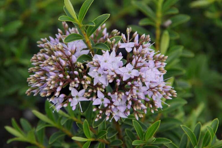 Hebe diosmifolia 'Mauve' - Kiwiflora Nurseries