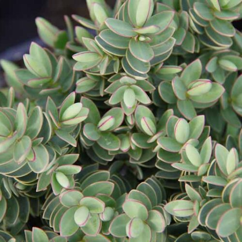 Native Trees & Native Plants for sale Page 6 of 12 Kiwiflora Nurseries