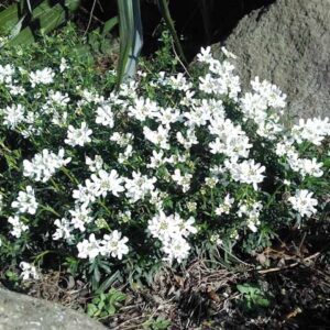 Iberis sempervirens