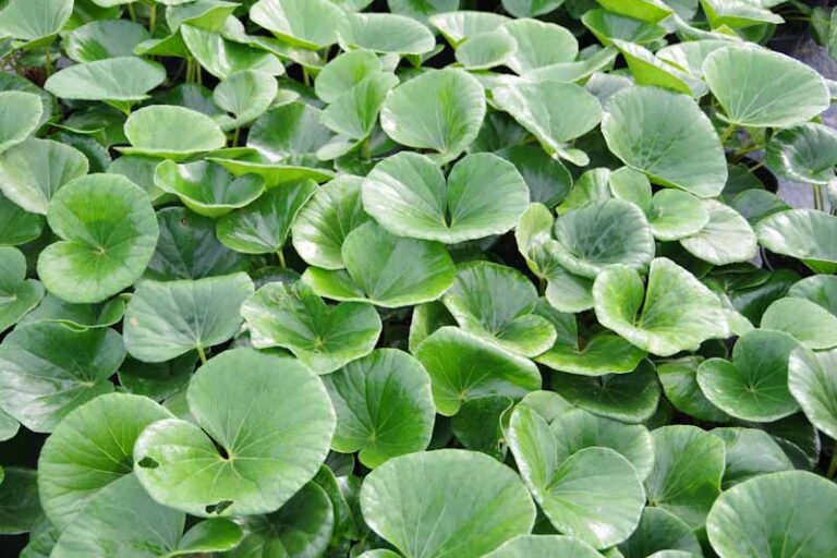 Ligularia reniformis 'Tractor Seat' Kiwiflora Nurseries