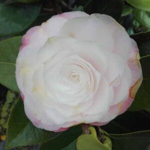 Camellia 'Desire'