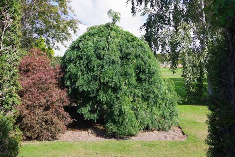 Gleditsia 'Emerald Cascade' Kiwiflora Nurseries