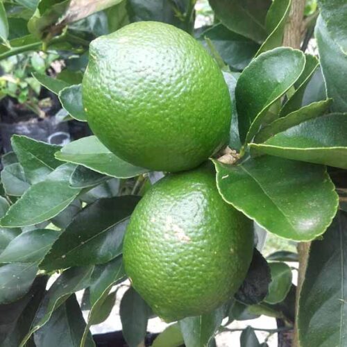 Plant Shop – Kiwiflora Nurseries