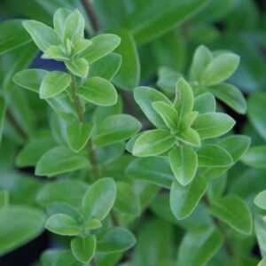 Pittosporum 'Mountain Green'