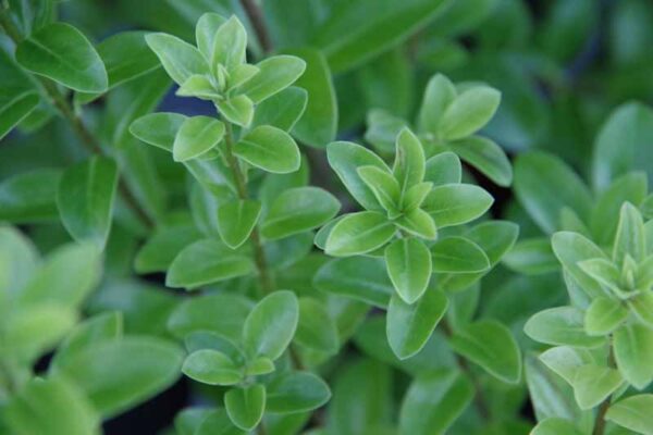 Pittosporum 'Mountain Green'