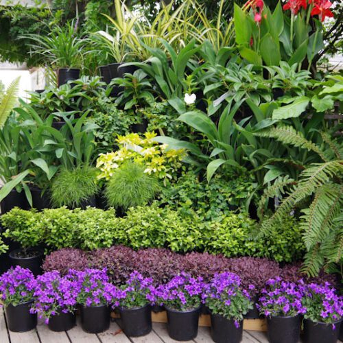 Buy Plants Online – Kiwiflora Nurseries – Online Plant Shop NZ