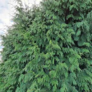 Thuja  plicata