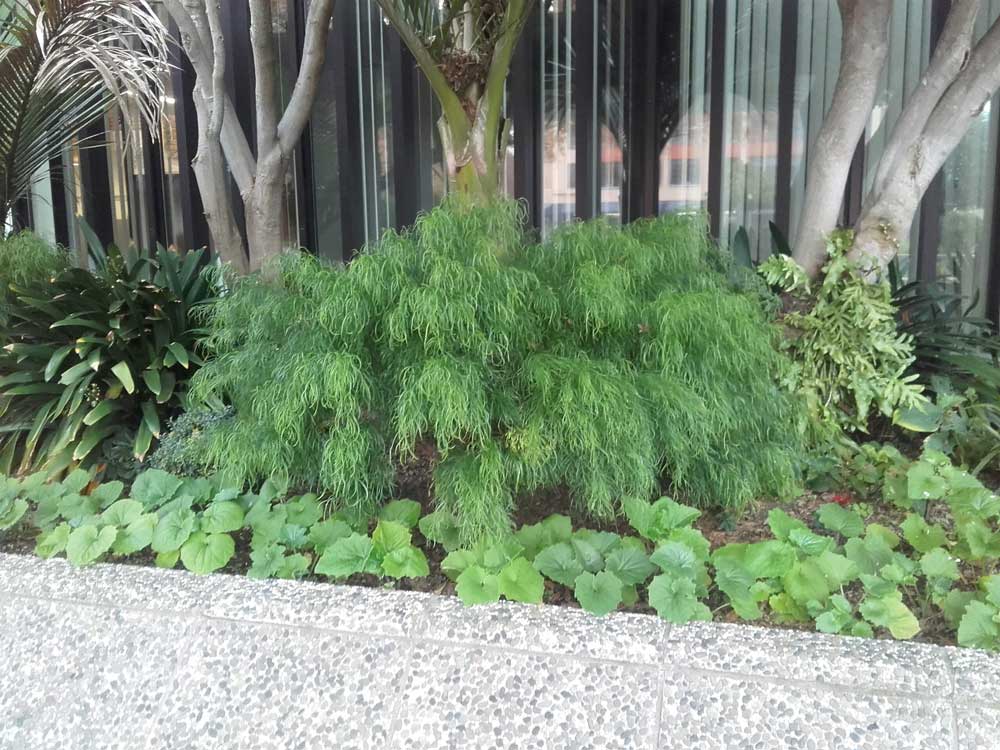 Acacia cognata 'Limelight'