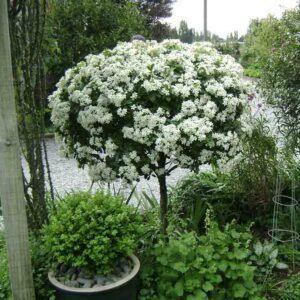 Choisya ternata Standard