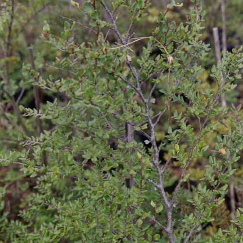 Native Trees & Native Plants for sale - Page 5 of 13 - Kiwiflora Nurseries