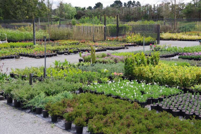 Garden Centre Christchurch Kiwiflora Nurseries