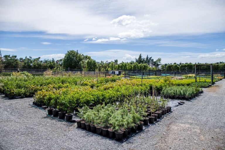 Garden Centre Christchurch Kiwiflora Nurseries