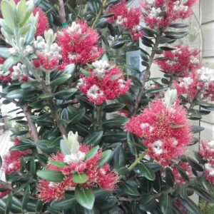 Metrosideros excelsa 'Maori Princess'