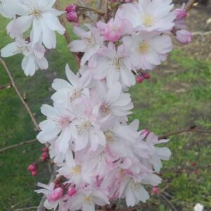 Prunus 'Southern Gem' 180 std