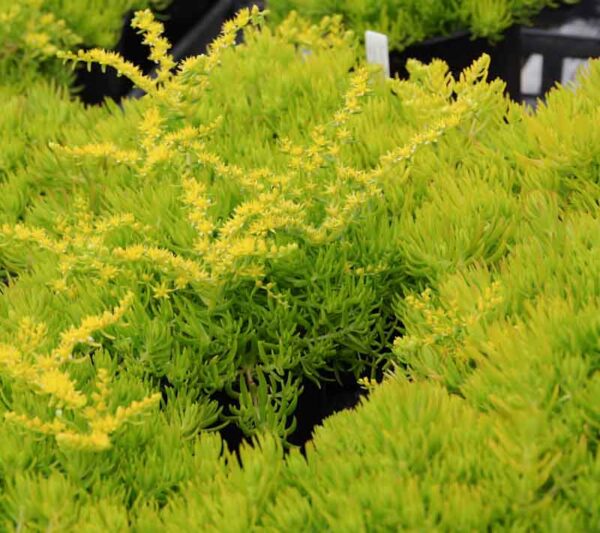 Sedum 'Golden Planet'