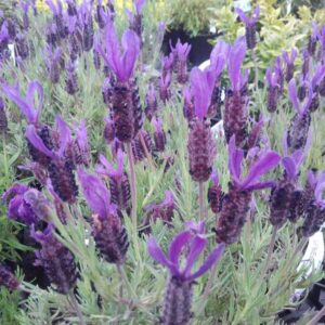 Lavandula stoechas 'Major'