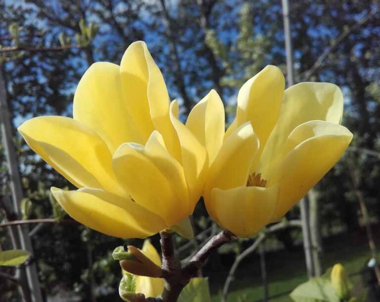 Magnolia 'Koban Dori' - Kiwiflora Nurseries