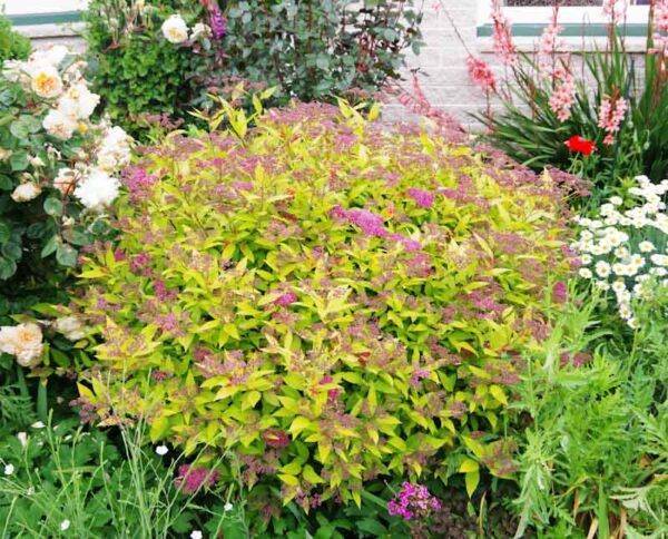 Spiraea 'Gold Flame'