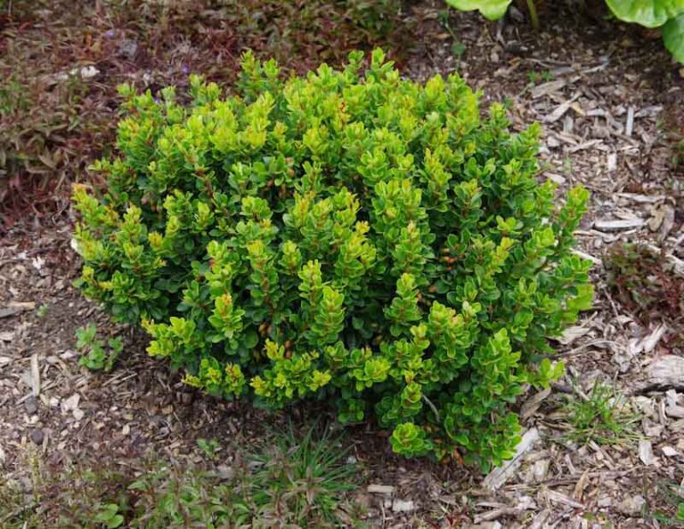 Berberis thunbergii ‘Kobold’ - Kiwiflora Nurseries