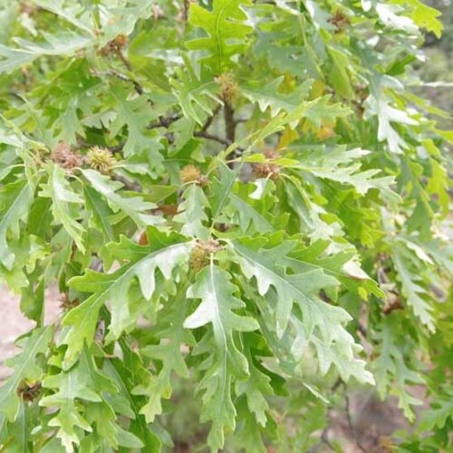 Quercus cerris - Kiwiflora Nurseries