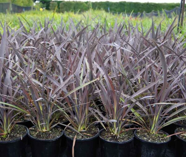 Phormium 'Black Rage'