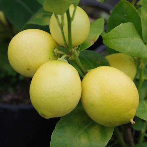 Plant Shop – Kiwiflora Nurseries