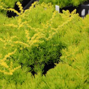 Sedum 'Golden Planet'