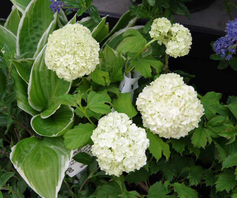 Viburnum opulus 'Sterile' Kiwiflora Nurseries