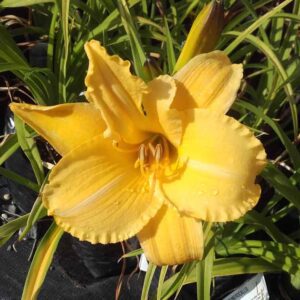 Hemerocallis 'Aztec Beauty'