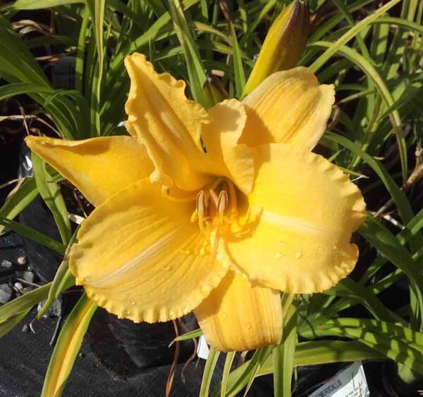 Hemerocallis 'Aztec Beauty'