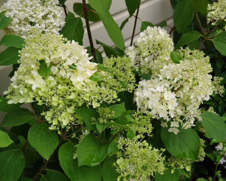 Hydrangea 'Limelight' - Kiwiflora Nurseries