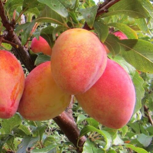 Plum trees for sale Kiwiflora Nurseries