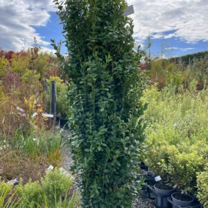 Buxus sempervirens 'Graham Blandy'