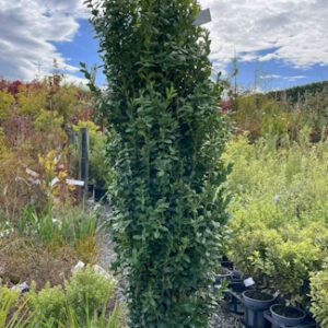 Buxus sempervirens 'Graham Blandy'