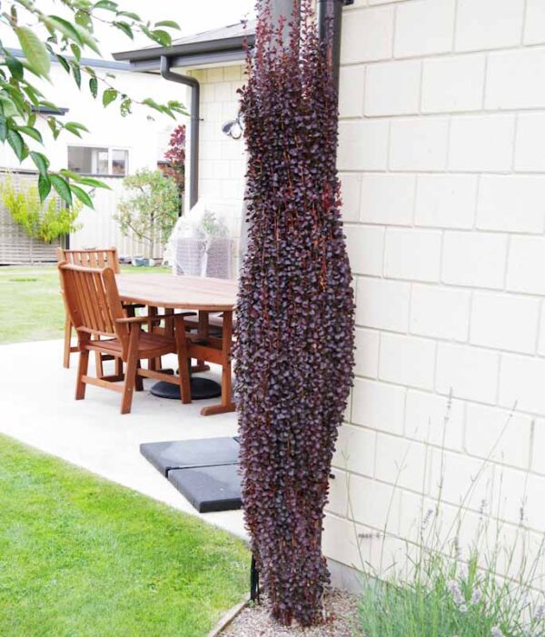 Berberis 'Helmond Pillar'
