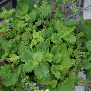 Teucrium scorodonia 'Crispum Marginatum'