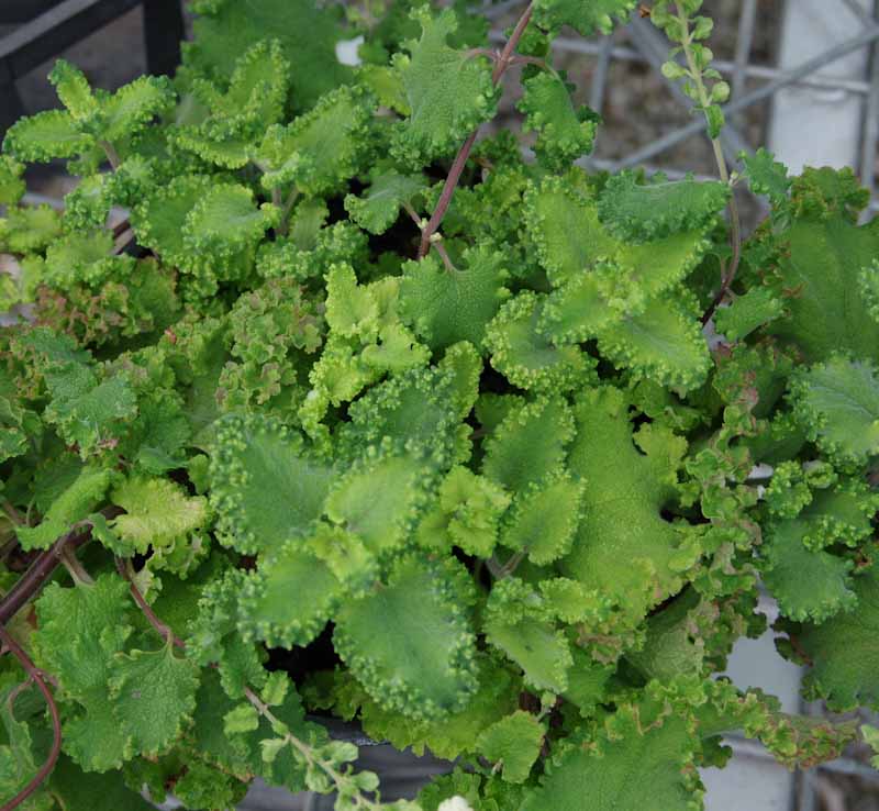 Teucrium scorodonia 'Crispum Marginatum'