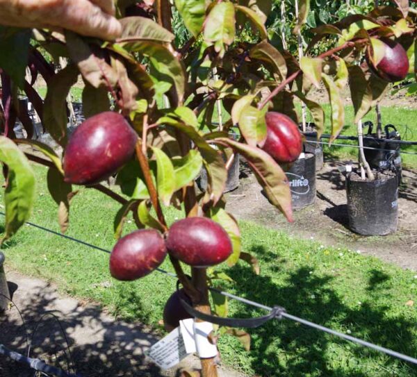 Nectarine 'Mabel' TM
