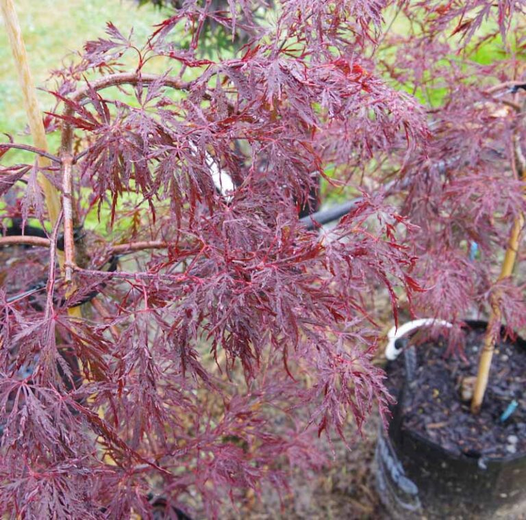 Acer 'Red Dragon' - Kiwiflora Nurseries