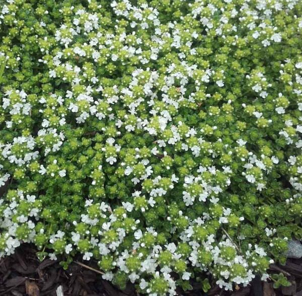 Thyme 'Creeping White'