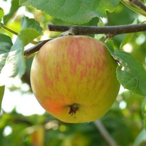 Apple For Sale - Kiwiflora Nurseries