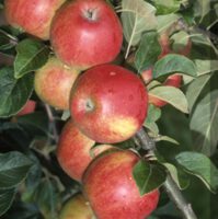 Apple For Sale - Kiwiflora Nurseries