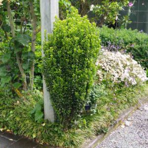 Ilex crenata 'Sky Pencil'